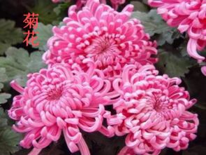 北師版小學(xué)語(yǔ)文六級養花教案設計