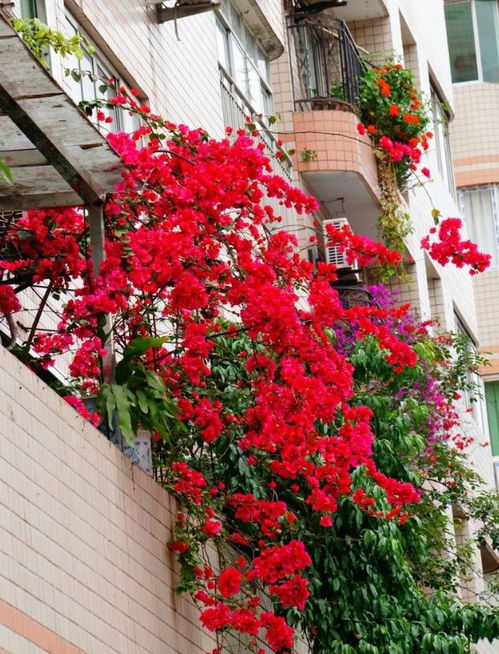 越來(lái)越多人開(kāi)始養花