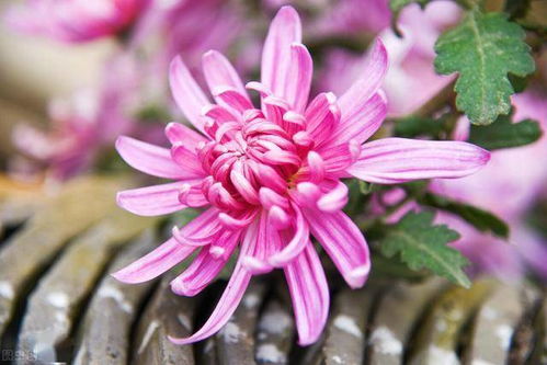 養花解水是什么