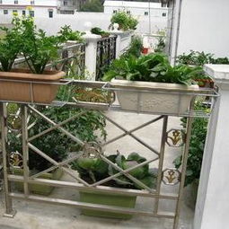 露臺養花欣賞