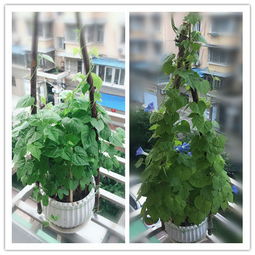 通過(guò)養花有什么收獲