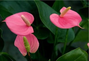 粉掌怎么養花期長(cháng)