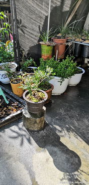 養花喝茶曬太陽(yáng)