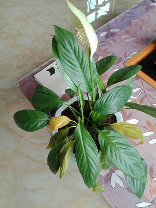 怎么樣養花花才不會(huì )枯萎