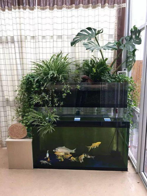 魚(yú)缸上濾還能養(yǎng)花