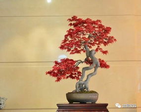 家庭養花骨粉