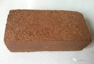 寫(xiě)一篇關(guān)于養花的作文