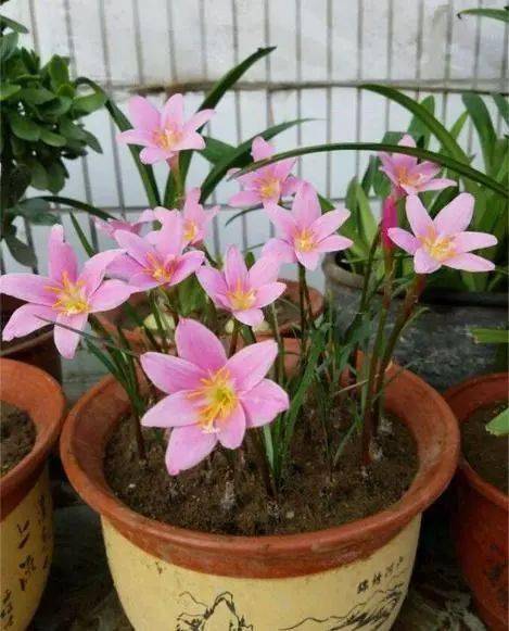秋冬季養花澆什么水好