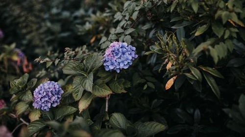 家養花有紅蜘蛛