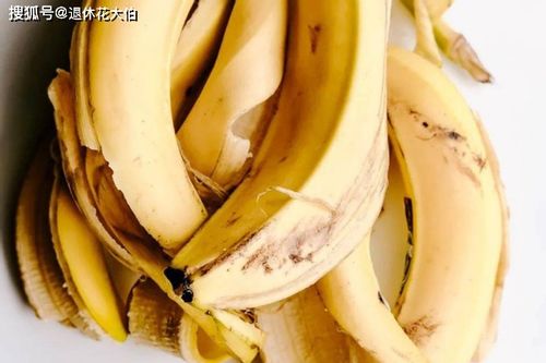 香蕉適合養花嗎