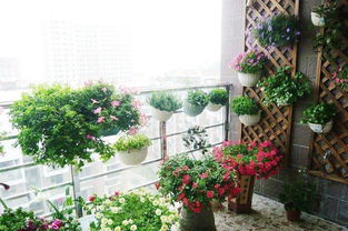 朝西陽(yáng)臺養花