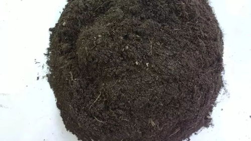 怎樣用柚子皮養花