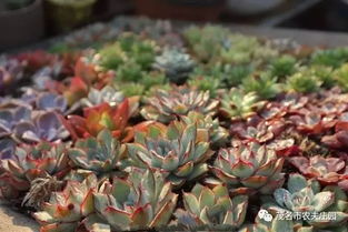 《養花》一文中養花的好處是