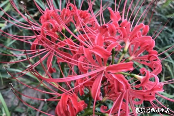 多元尿素養花怎么樣