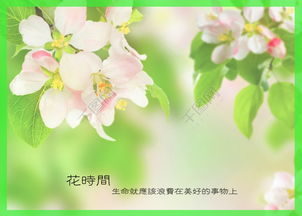 領(lǐng)養花祝福語(yǔ)