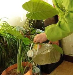 桔子皮水養花