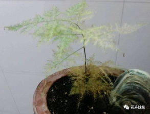 德國養花有什么不同