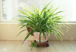 室內干燥如何養花
