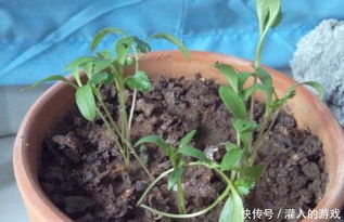 熟鵝可以養花嗎