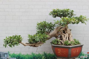 養花rongshu