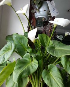 養花時(shí)出現的潮蟲(chóng)