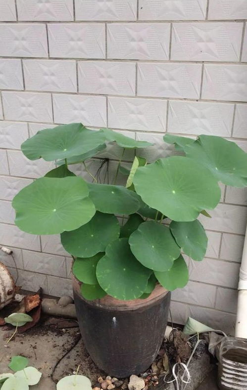 養花的大缸怎么儲水
