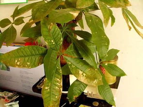 加鹽放花瓶里養花