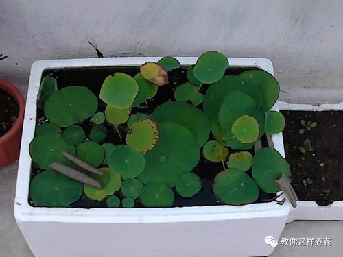 泡沫墊盆底養花