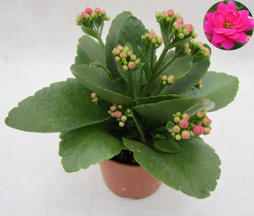 煤粉土攪拌均勻能養花嗎