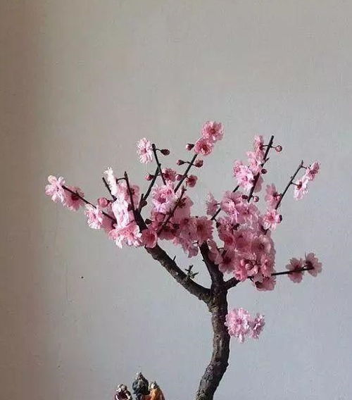 麥麩子能養花嗎