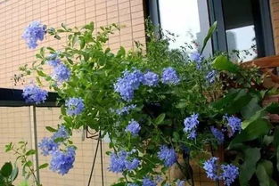 陽(yáng)臺養花的盆
