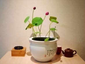 室內養花太多與風(fēng)水