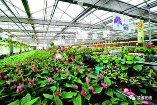 凍天大棚怎樣養花
