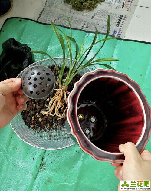 沒(méi)有通氣的花盆怎么養花