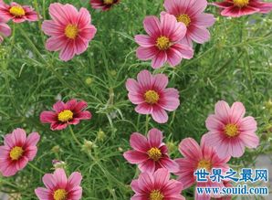 花期長(cháng)有香味家養花