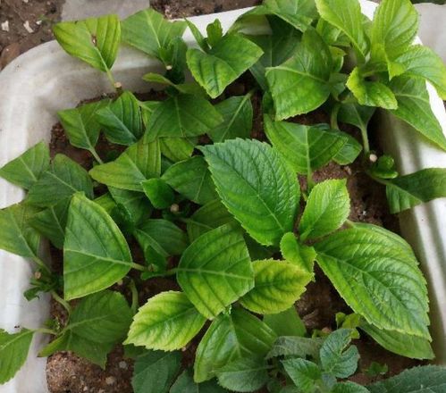 養花拌土比例