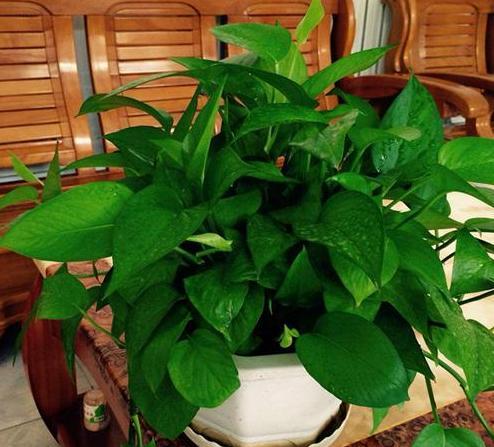 廚房廢物能養花嗎