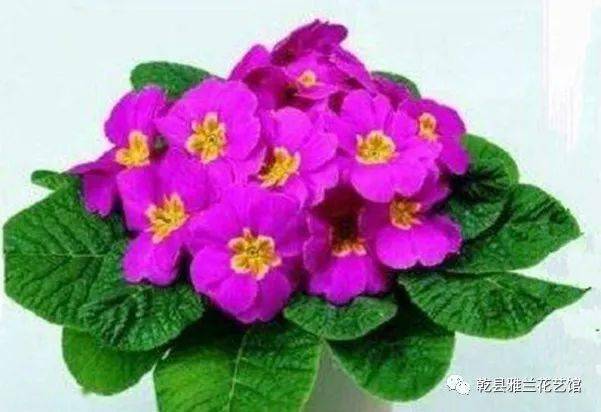 冬季養花溫度