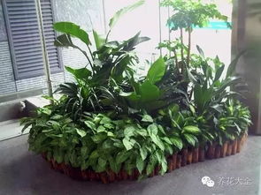 西雙版納適合養花嗎