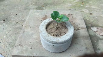 泥土有水泥能養(yǎng)花嗎