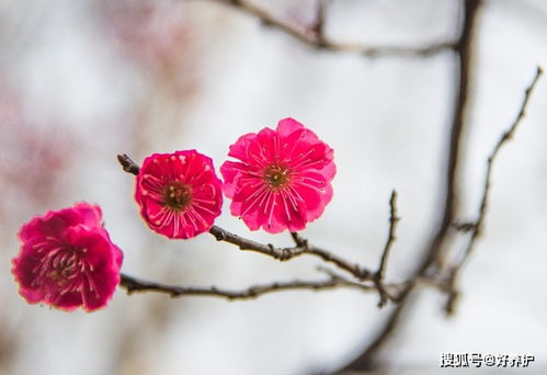 古代最會(huì )養花的人