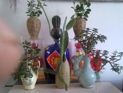 愛(ài)養花王大爺