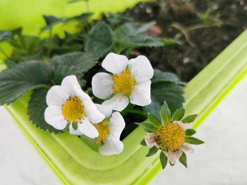 大盆養花怎么澆水