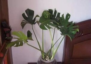 冬季水培養花的植物