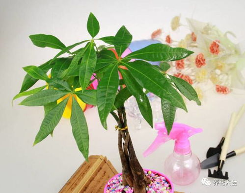 室內養花散文