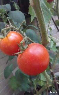 養花種植菜什么肥料最好