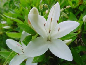 小學(xué)六級老舍的養花教學(xué)