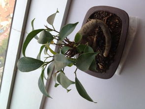 家里養花招小蟲(chóng)子