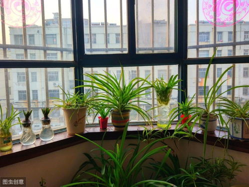 西北陽臺(tái)不宜養(yǎng)花
