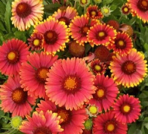 一次養花的經(jīng)歷